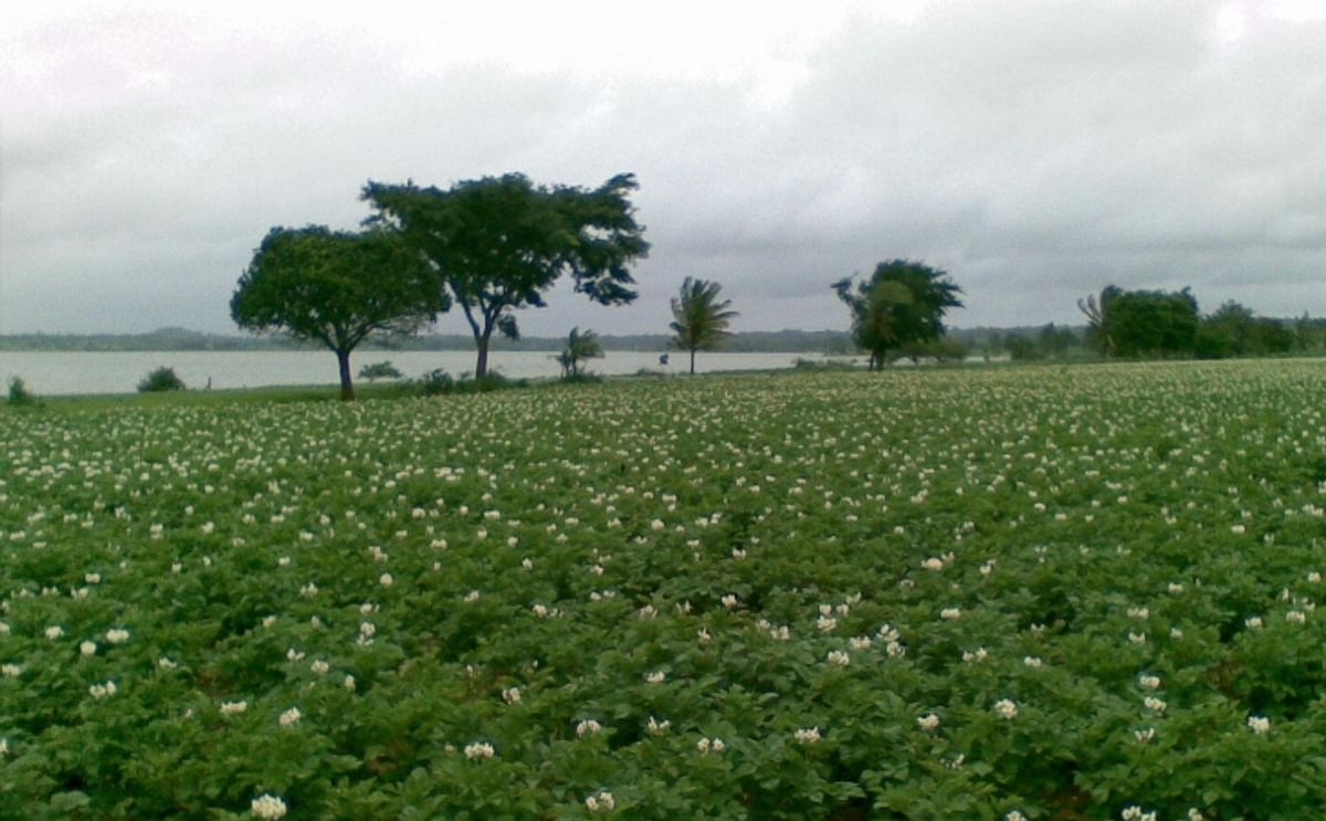 A potato field in Hassan, Karnataka. The pictures was taken mid July in 2009.