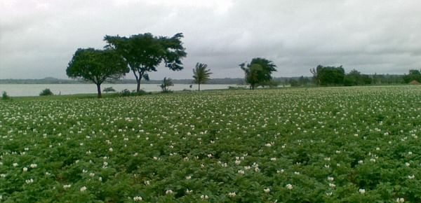 Delayed monsoon trouble for potato growers in Hassan, Karnataka