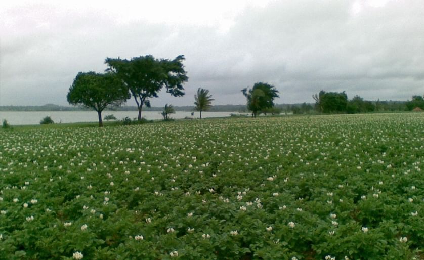 A potato field in Hassan, Karnataka. The pictures was taken mid July in 2009.