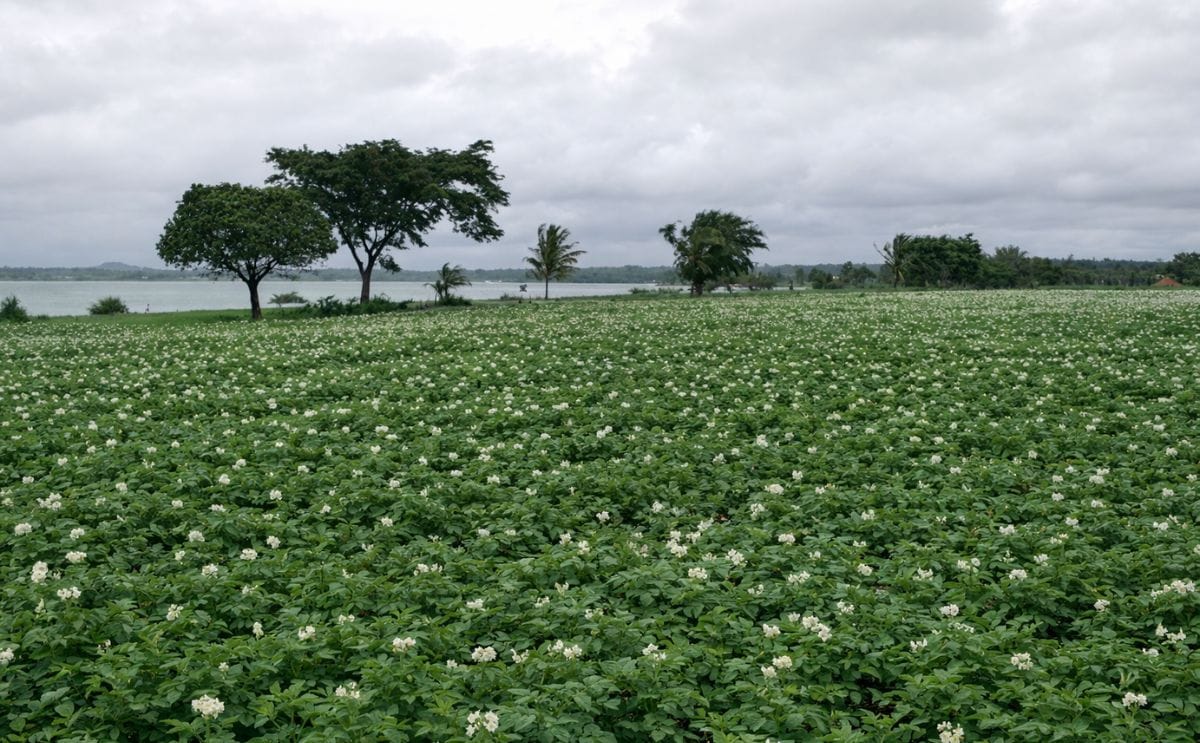 Delayed monsoon trouble for potato growers in Hassan, Karnataka Delayed monsoon trouble for potato growers in Hassan, Karnataka