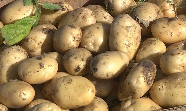 Azerbaijan increased production and export of potatoes