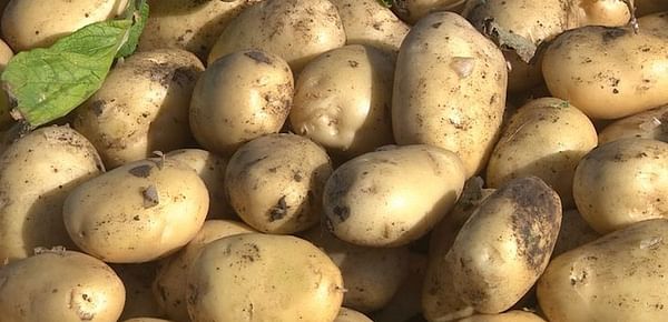 Azerbaijan increased production and export of potatoes