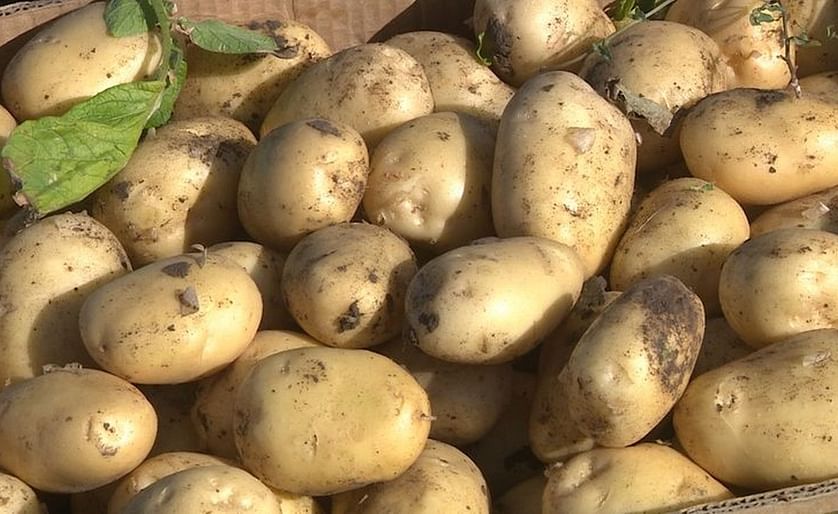 Azerbaijan increased production and export of potatoes

