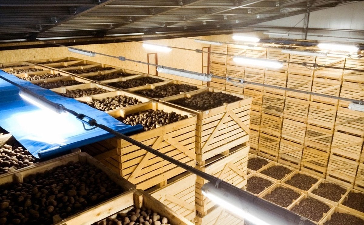 Ucrania: La superpotencia agraria vuelve a quedarse sin patatas Ucrania: La superpotencia agraria vuelve a quedarse sin patatas