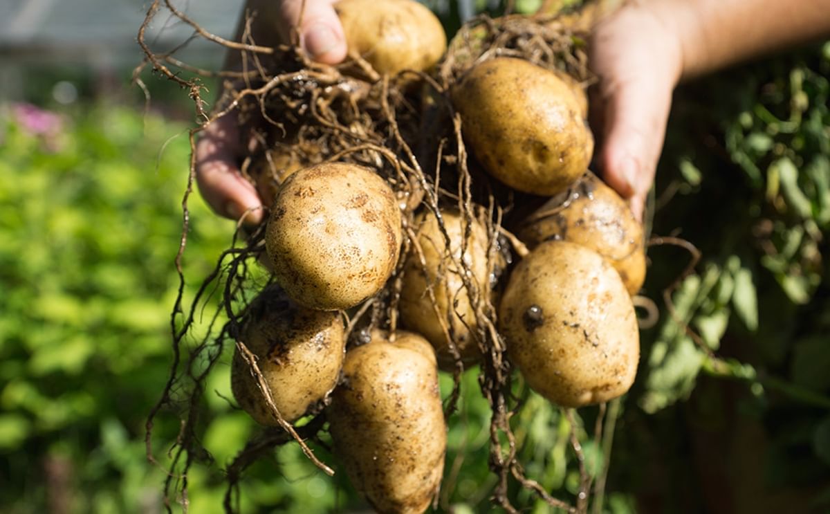 Freshly harvested potatoes in Kazakhstan — authorities monitor exports and domestic stocks as the government considers restricting shipments to stabilize prices. Freshly harvested potatoes in Kazakhstan — authorities monitor exports and domestic stocks as the government considers restricting shipments to stabilize prices.