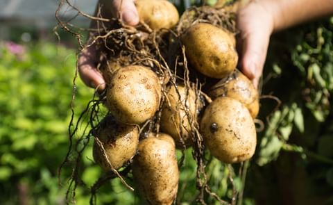 Freshly harvested potatoes in Kazakhstan — authorities monitor exports and domestic stocks as the government considers restricting shipments to stabilize prices. Freshly harvested potatoes in Kazakhstan — authorities monitor exports and domestic stocks as the government considers restricting shipments to stabilize prices.