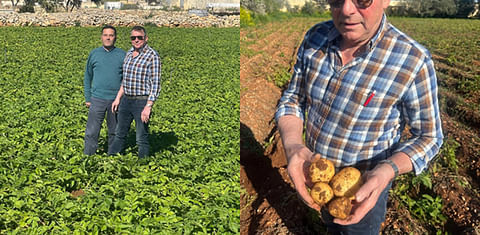 New potatoes in short supply, so Maltese potatoes most welcome