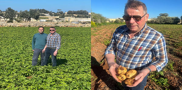 New potatoes in short supply, so Maltese potatoes most welcome