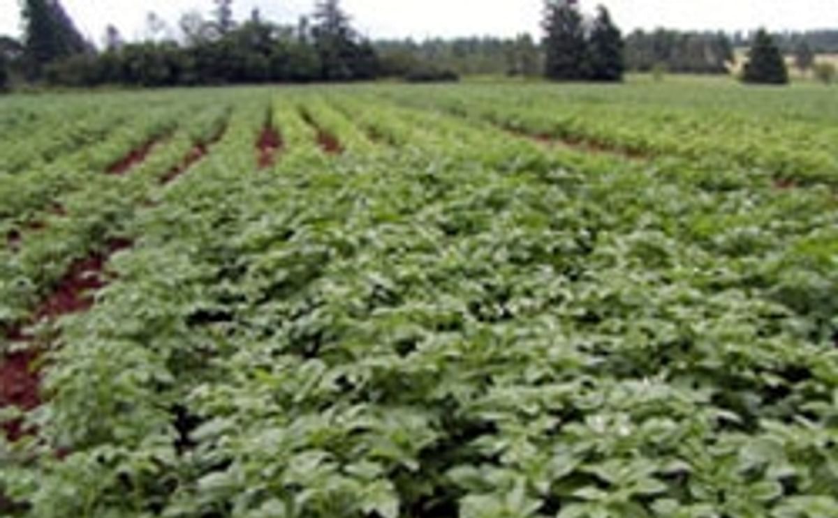 Growing organic potatoes in Prince Edward Island