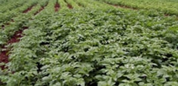 Growing Organic Potatoes in PEI: Kentdale Farms