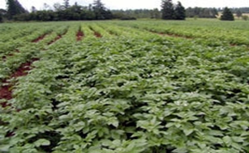 Growing organic potatoes in Prince Edward Island