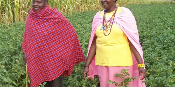 Christine Nashuru, a successful grower of clean seed potatoes in Kenya in her field