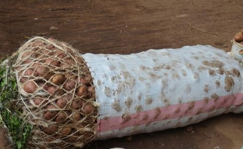 Intercepted potatoes (Courtesy: SundayWorld) Intercepted potatoes (Courtesy: SundayWorld)