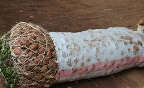 Intercepted potatoes (Courtesy: SundayWorld) Intercepted potatoes (Courtesy: SundayWorld)