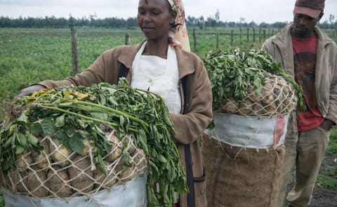 Potato Farmers in Nyandarua County, Kenya (Courtesy: National Media Group) Potato Farmers in Nyandarua County, Kenya (Courtesy: National Media Group)