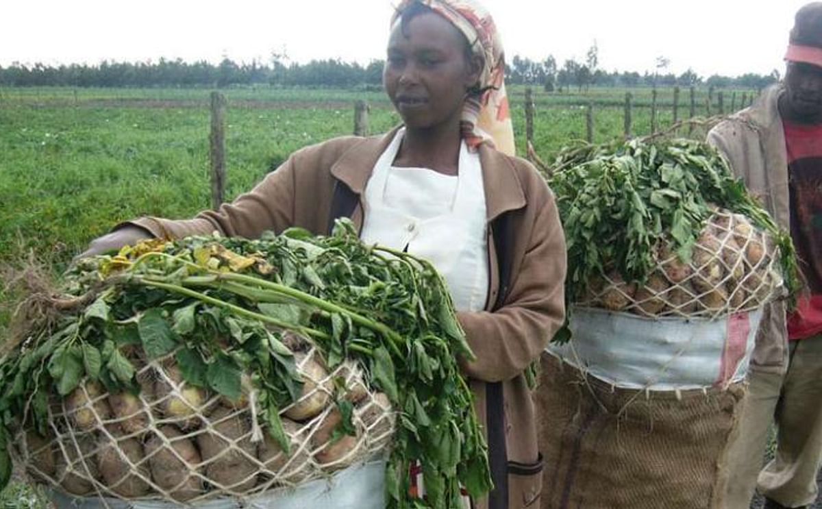Ten million investment announced for potato processing plant in Kenya Ten million investment announced for potato processing plant in Kenya