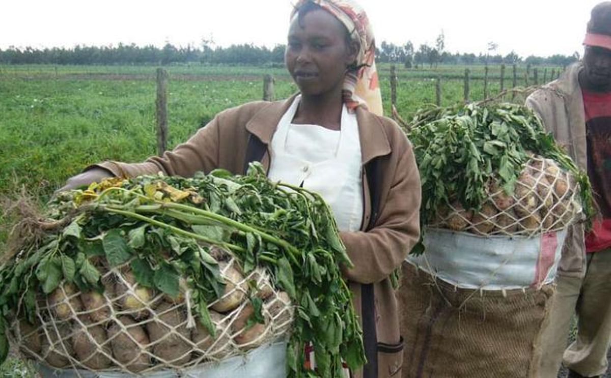 Potato Farmers in Nyandarua County, Kenya (Courtesy: National Media Group)