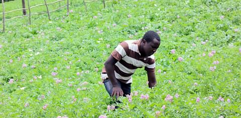 Potato Cyst Nematodes threaten crop in Kenya