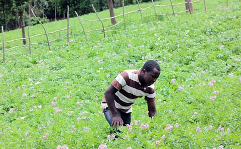 A young farmer inspect his potato plantation in Eldama Ravine, Baringo. Potato Cyst Nematode (PCN), a deadly pest currently ravages potato crops in several counties in Kenya (Courtesy: Daily Nation)