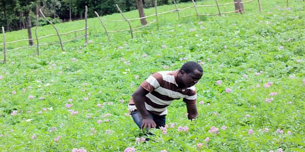 Potato Cyst Nematodes threaten crop in Kenya