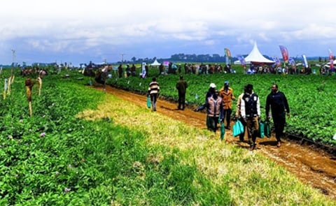 Kenya Potato Field Kenya Potato Field