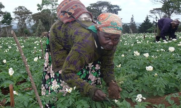 Potato Processors in Kenya contract 23,000 farmers to meet consumer demand