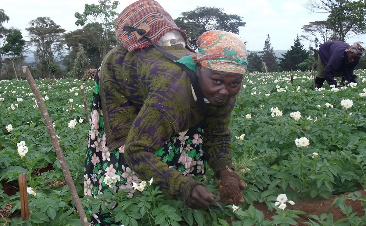 Alice Nyaguthii - who once lived and farmed in the forest but is now a squatter in Kabiruini, Ruturu in Nyeri County - plants a tree in a potato farm in Hombe forest.