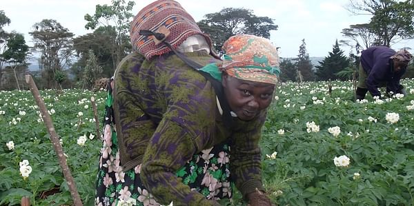 Potato Processors in Kenya contract 23,000 farmers to meet consumer demand
