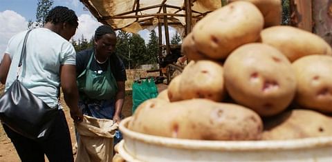 Despite potato shortage in Kenya, Nyandarua County potato farmers hardly benefit