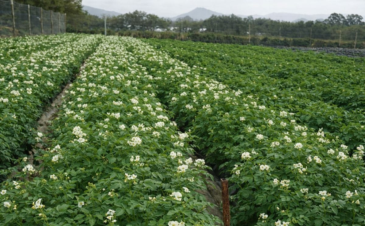 A potato field (multiplication) in Kenya with the locally popular potato variety 'Shangi Gold' (Courtesy: Oserian Tissue Culture)