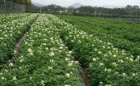 A potato field (multiplication) in Kenya with the locally popular potato variety 'Shangi Gold' (Courtesy: Oserian Tissue Culture) A potato field (multiplication) in Kenya with the locally popular potato variety 'Shangi Gold' (Courtesy: Oserian Tissue Culture)