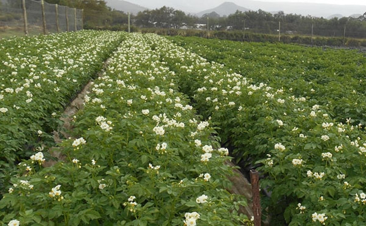 A potato field (multiplication) in Kenya with the locally popular potato variety 'Shangi Gold' (Courtesy: Oserian Tissue Culture)