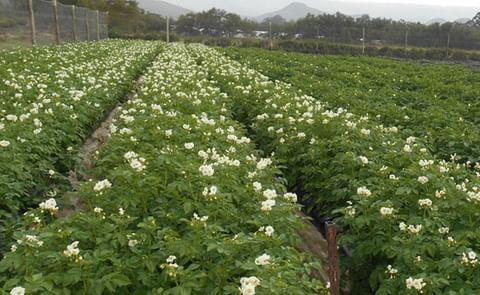 A potato field (multiplication) in Kenya with the locally popular potato variety 'Shangi Gold' (Courtesy: Oserian Tissue Culture) A potato field (multiplication) in Kenya with the locally popular potato variety 'Shangi Gold' (Courtesy: Oserian Tissue Culture)