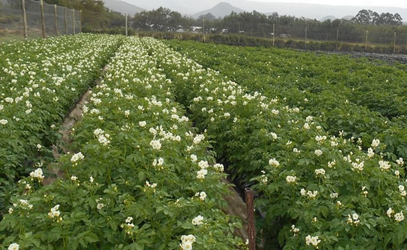 A potato field (multiplication) in Kenya with the locally popular potato variety 'Shangi Gold' (Courtesy: Oserian Tissue Culture)