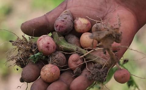Bad seed potato imports hit Kenyan farmers ahead of the rainy season