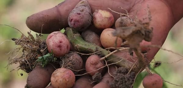 Bad seed potato imports hit Kenyan farmers ahead of the rainy season