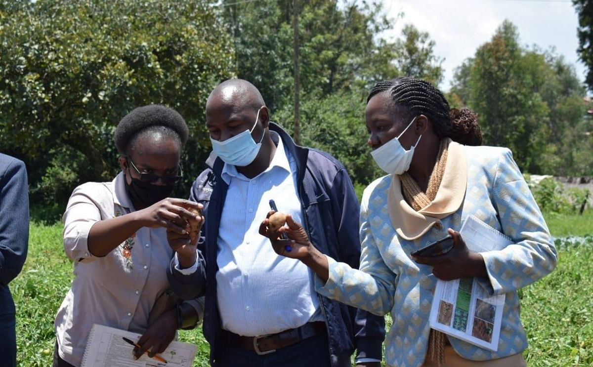 Kenya seeks funding for seed potato study