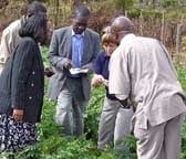 Photograph of Dr Lesley Torrance and others conducting virus tests in a Kenyan potato field