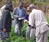 Photograph of Dr Lesley Torrance and others conducting virus tests in a Kenyan potato field