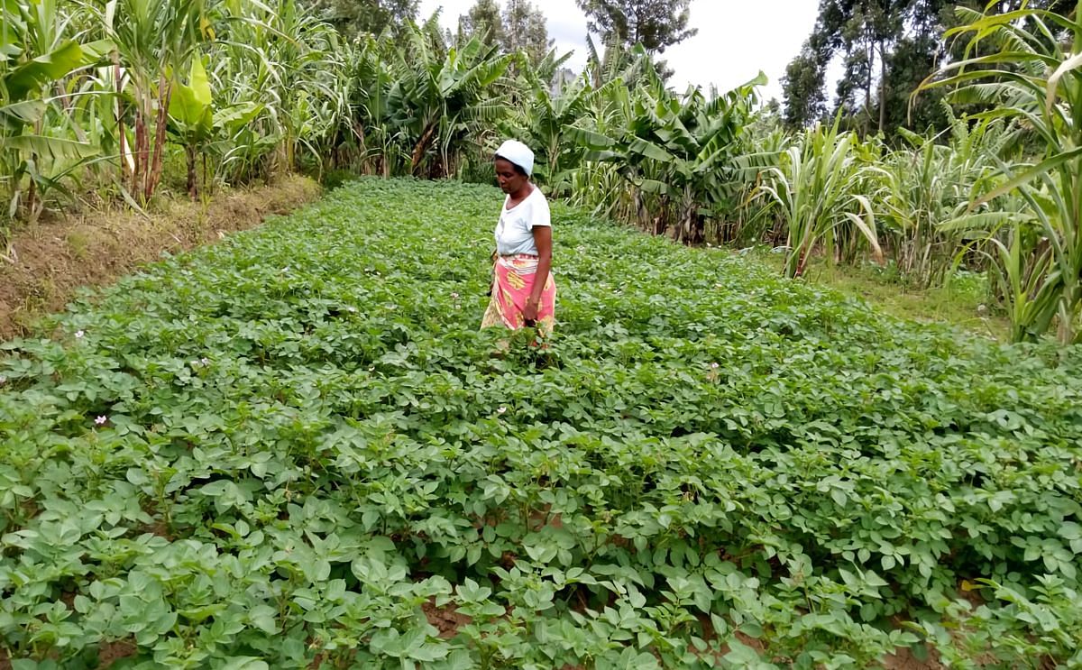 Host farmer checking on field crop in Werughan ward, Taita Taveta county, Kenya (Courtesy: AVCD Potato)