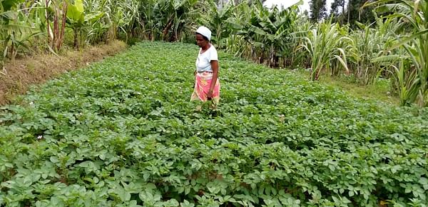 Kenya’s potato production expected to hit 2.5 mln tonnes in 2021