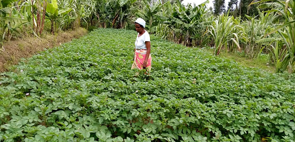 Kenya: about USD 1 million program set to benefit potato farmers.