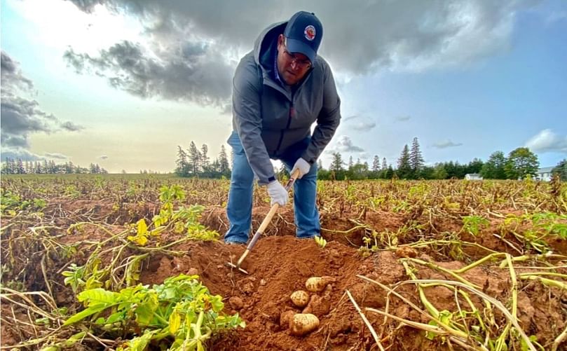 Ryan Barrett, researcher and agronomy co-ordinator with the P.E.I. Potato board, digs up a test area to see what a potato plant was able to produce in the dry summer conditions.
