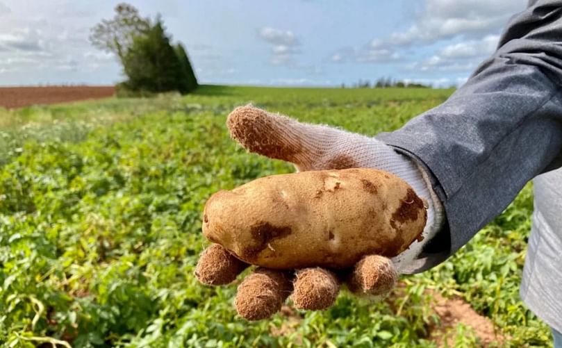 Some varieties of potatoes were able to survive the heat, but will still need rain soon to help them grow to their full potential.