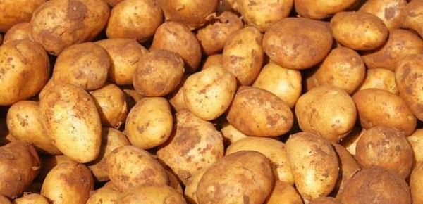 South Korean potatoes for Cambodia