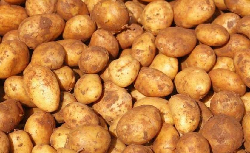 South Korean potatoes for Cambodia
