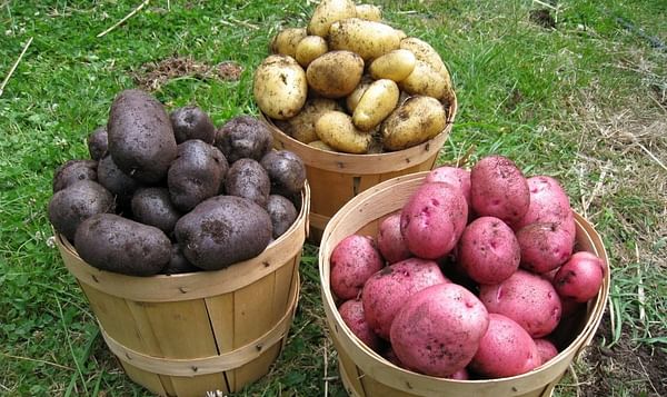 Los 10 errores que cometes al elegir patatas
