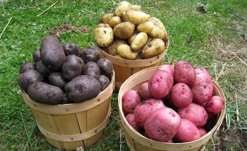 Los 10 errores que cometes al elegir patatas Los 10 errores que cometes al elegir patatas