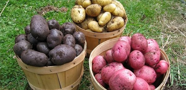 Los 10 errores que cometes al elegir patatas