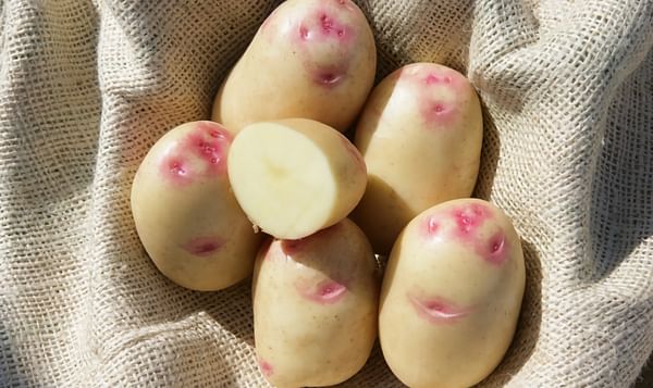 King Edward potato most recognized potato variety in the UK